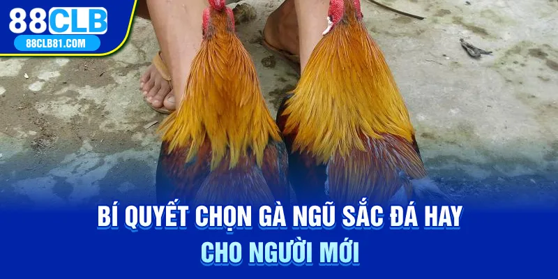 Bí quyết chọn gà ngũ sắc đá hay cho người mới