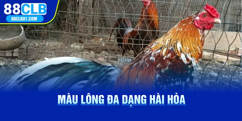 Màu lông đa dạng hài hòa