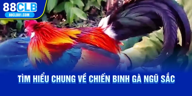 Tìm hiểu chung về chiến binh gà ngũ sắc